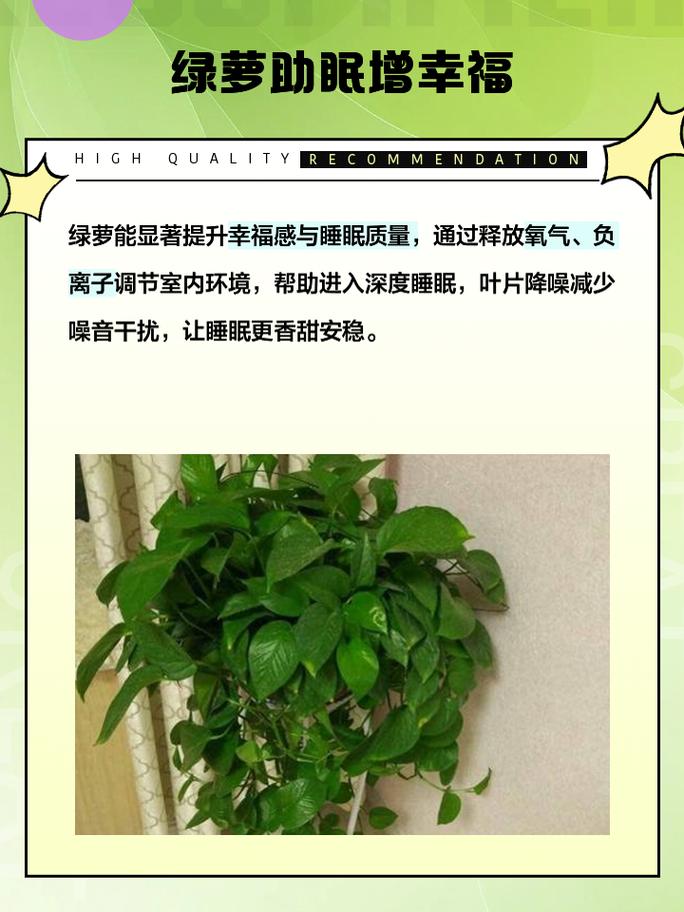 养殖绿萝有什么功效与作用