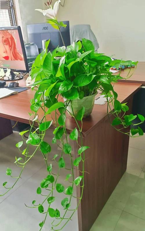 家里养绿萝有什么好处和坏处呢?