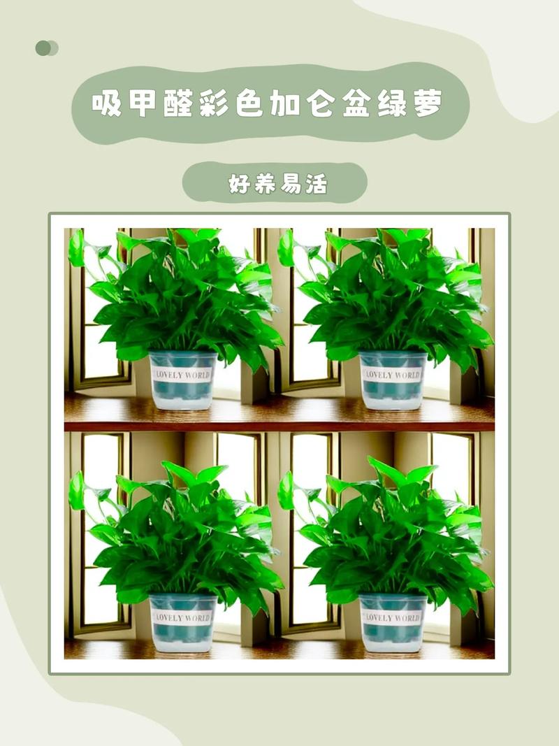室内养绿萝有什么好处和坏处