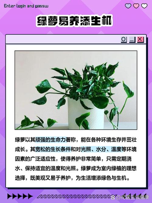 绿萝的好处和坏处