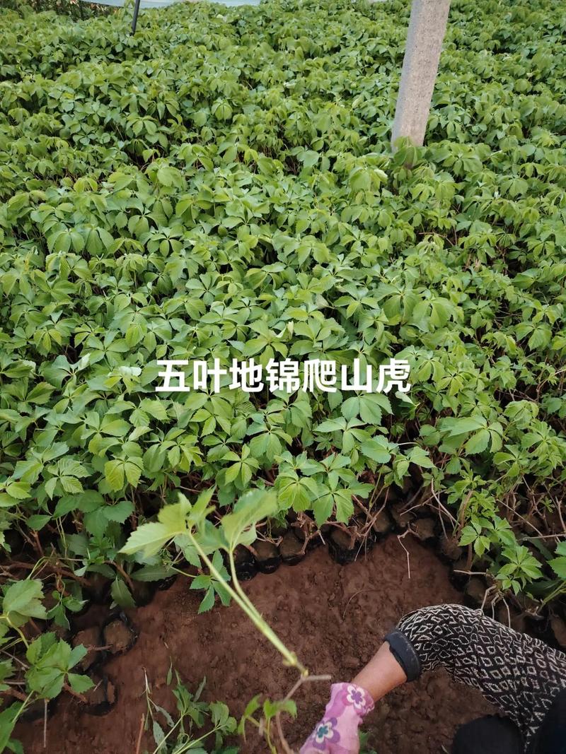 五叶地锦的主要价值