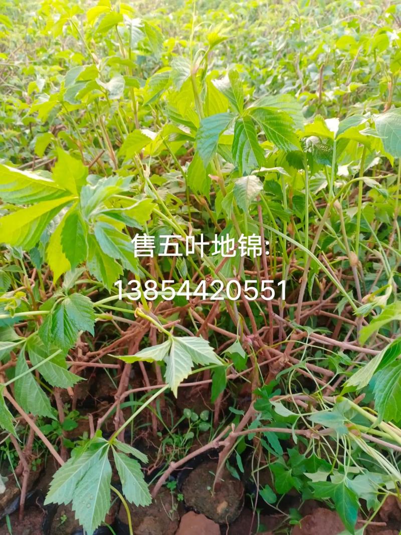 五叶地锦的作用与功效有哪些?五叶地锦功效与作用介绍!