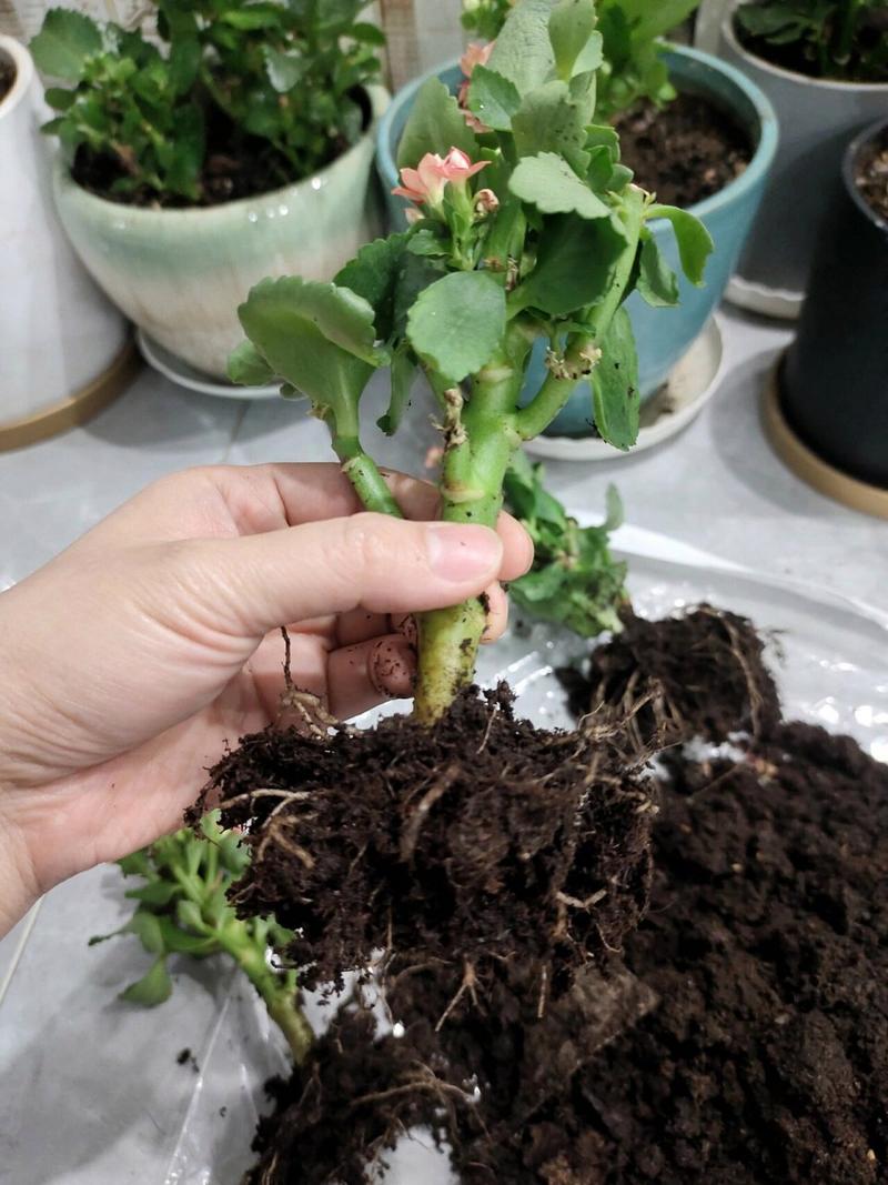 长寿花叶片发软长好多黑点怎么回事呀?