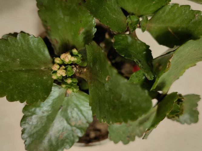 长寿花黑斑病加重怎么办?