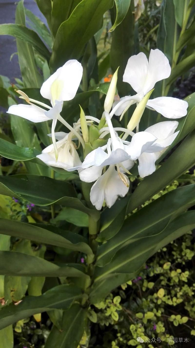 如何种姜花