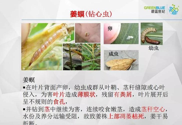 姜花的病虫害防治方法有那些