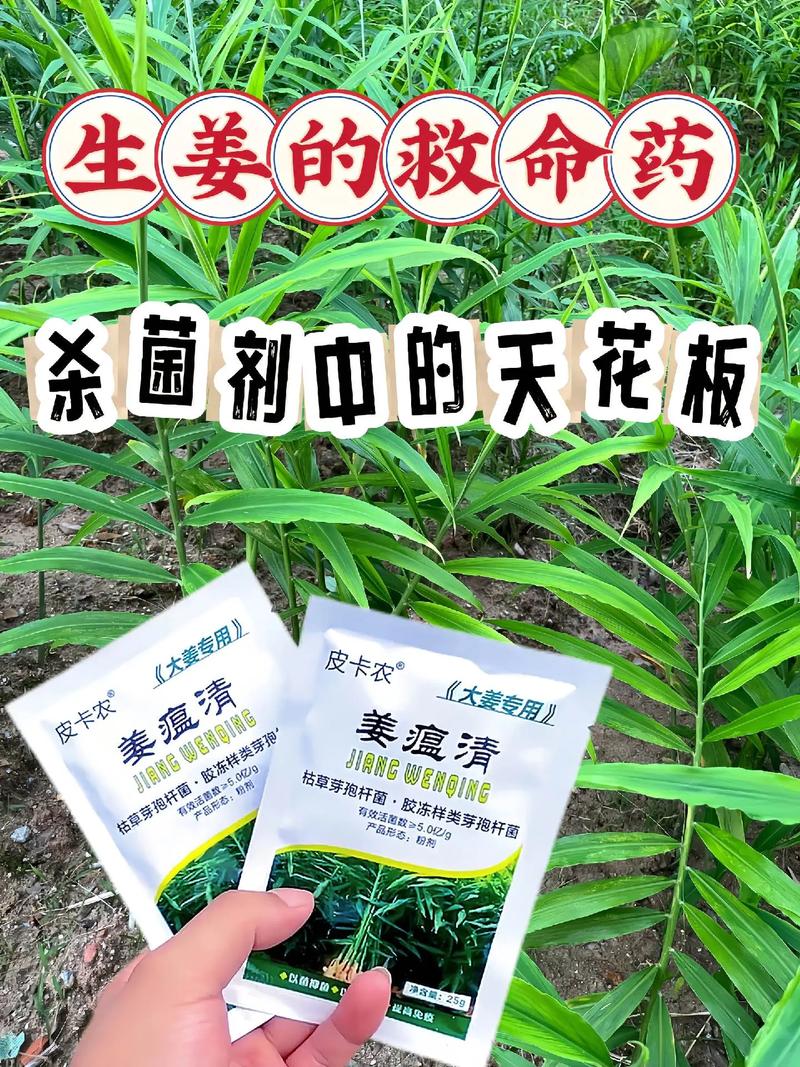 姜花的病虫害防治