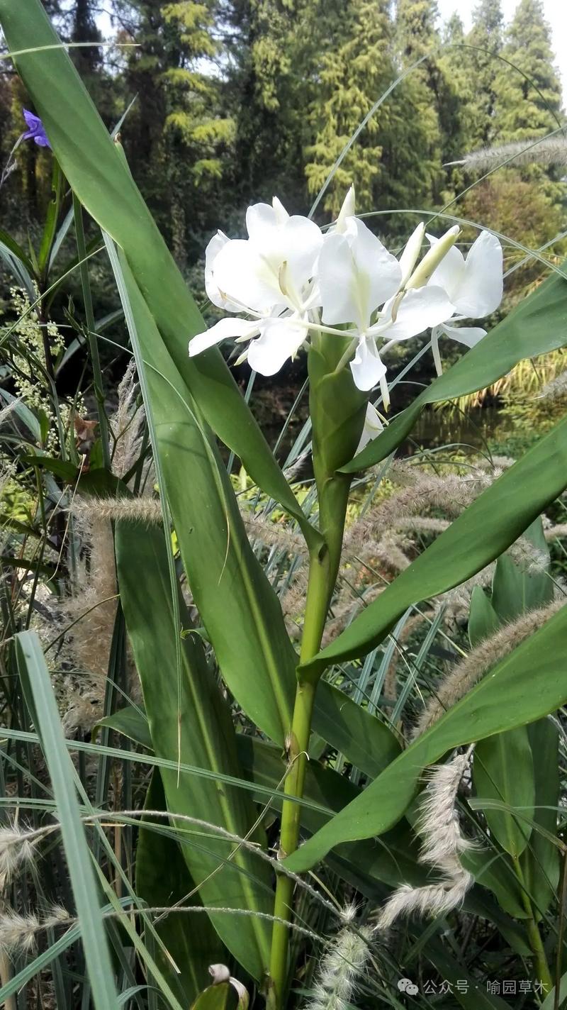 姜花如何种植