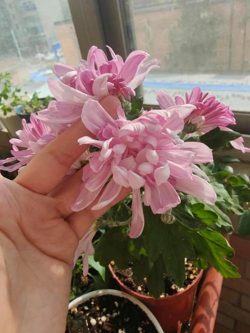 花卉入秋后要注意养护