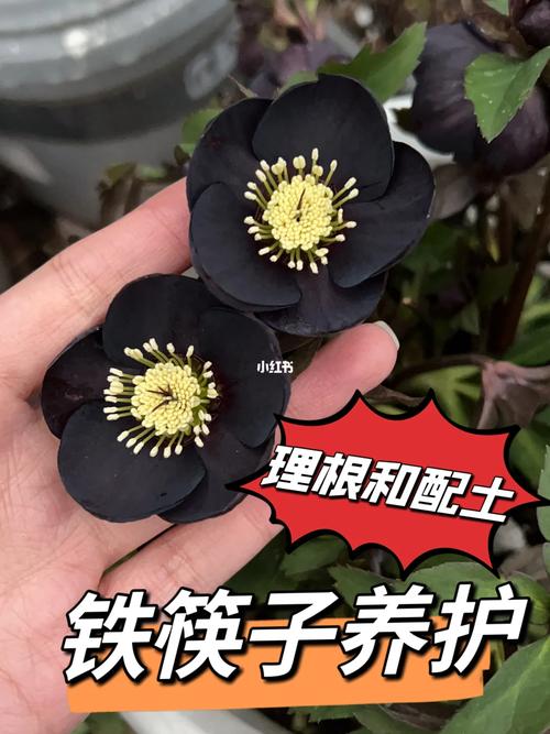 铁筷子的繁殖方式?