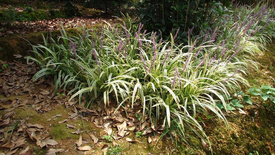 嚏根草是个什么东东,该怎么养护?(观赏植物/喜半荫)