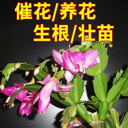 蟹爪兰的叶子发黄应该用什么肥料