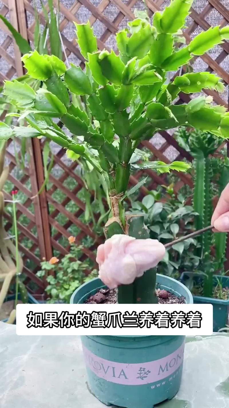 蟹爪兰叶子发蔫怎么办蟹爪兰叶子干瘪发黄发红怎么办