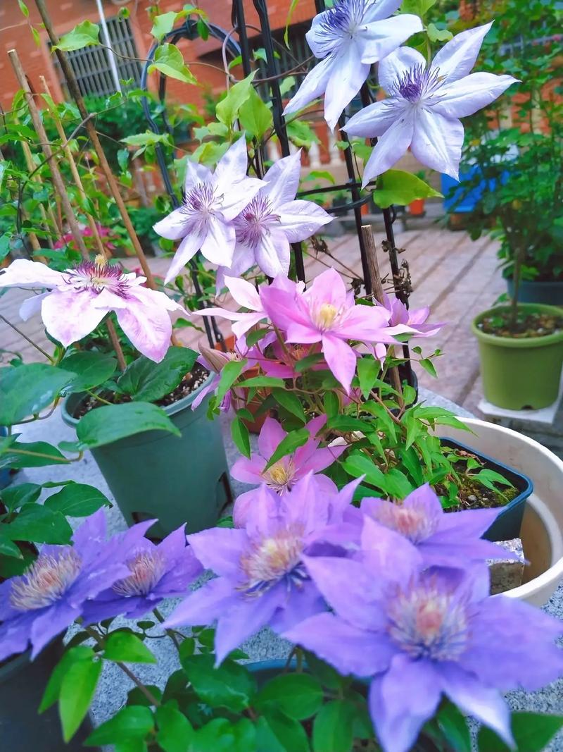 不同颜色铁线莲花语