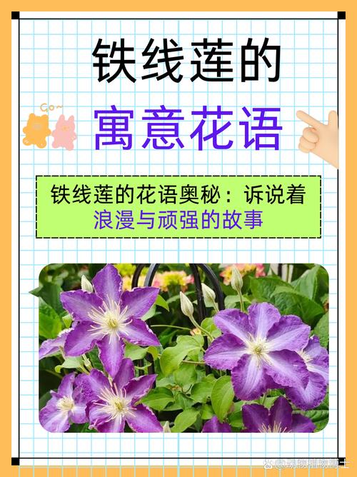 铁线莲的寓意花语