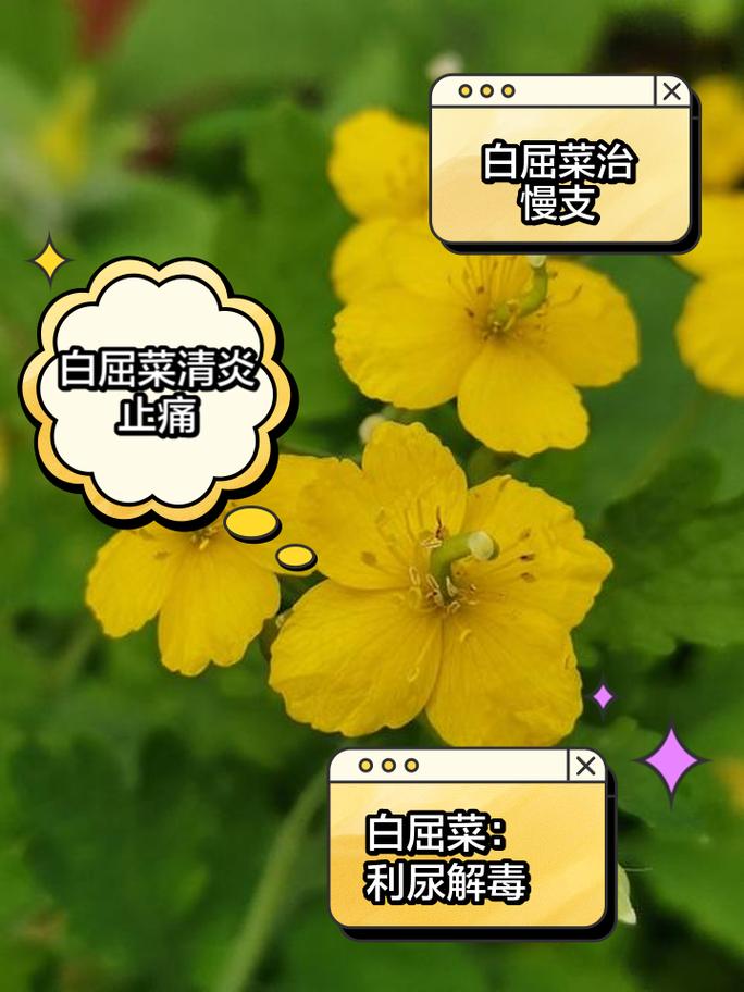 白屈菜药用功效