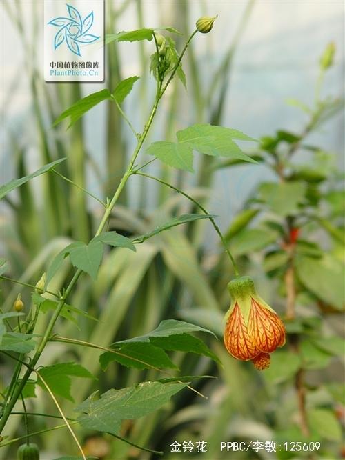 金铃花叶子发黄怎么办,四个养护技巧让叶子苍翠欲滴