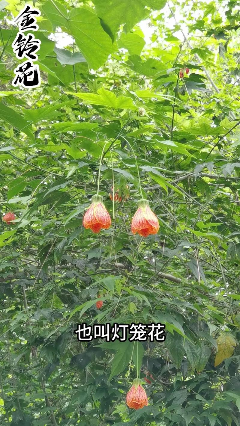?家里的金铃花不开花怎么办?金铃花不开花的原因和解决办法介绍!_百度...