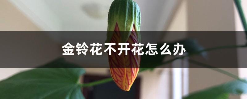 金铃花不开花是什么原因及解决办法