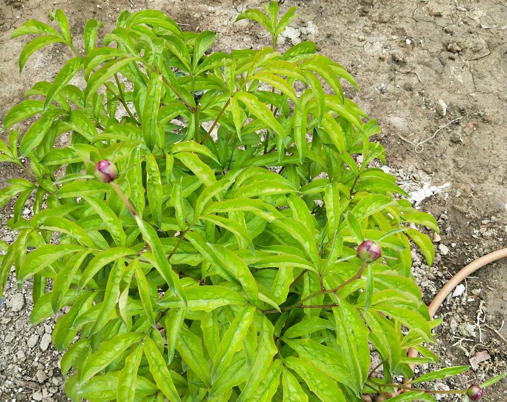金铃花不开花怎么办
