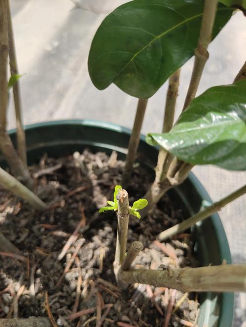 栀子花什么时候发芽