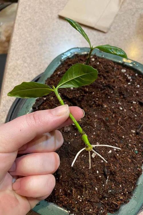 栀子花什么时间发芽