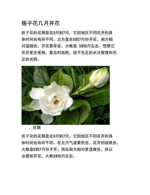 栀子花几月份开始发芽