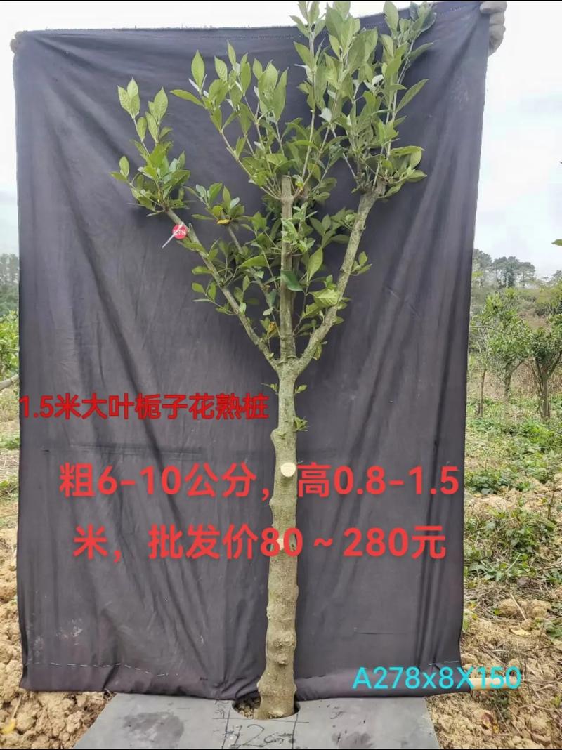 怎么让栀子花老桩发芽?