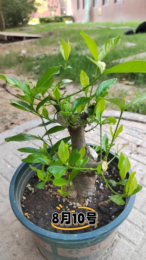 栀子花什么时候发芽?