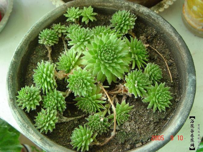屋卷绢怎么过冬