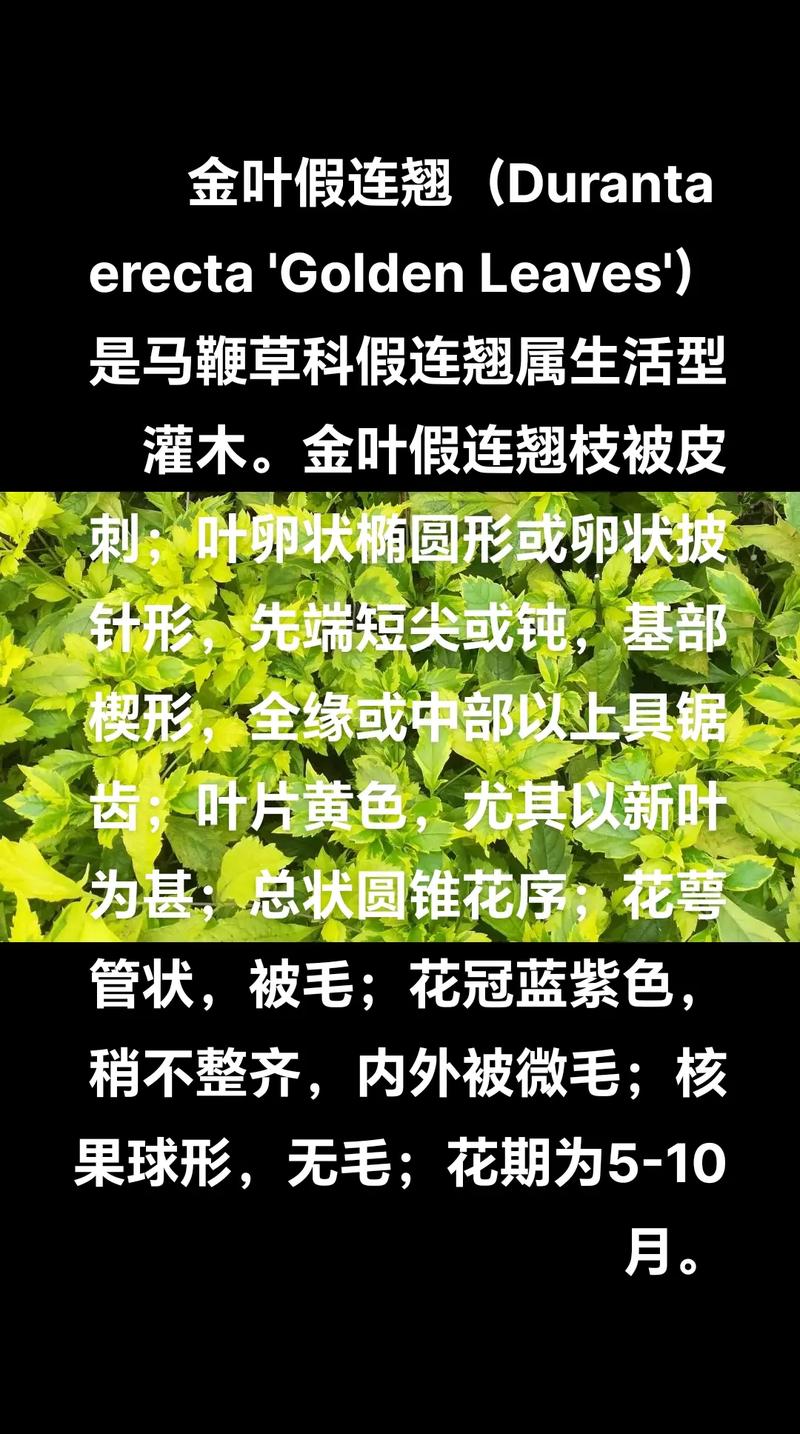 马鞭草什么时候开花?黄叶怎么办?