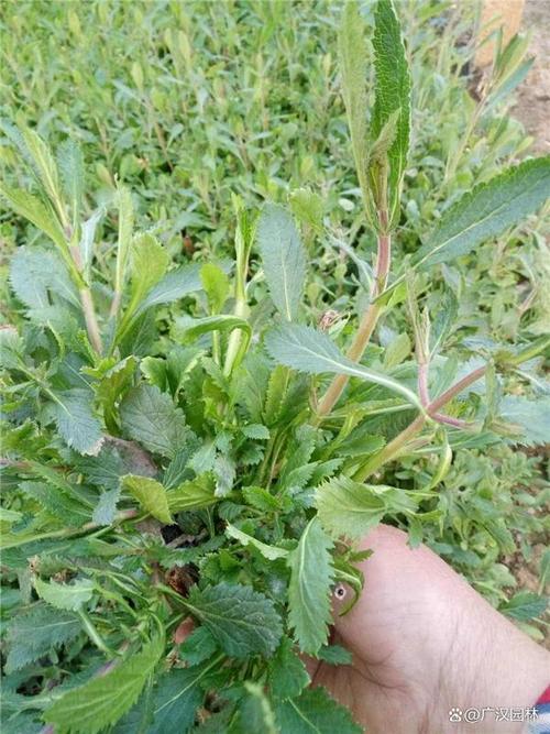马鞭草什么时候开花
