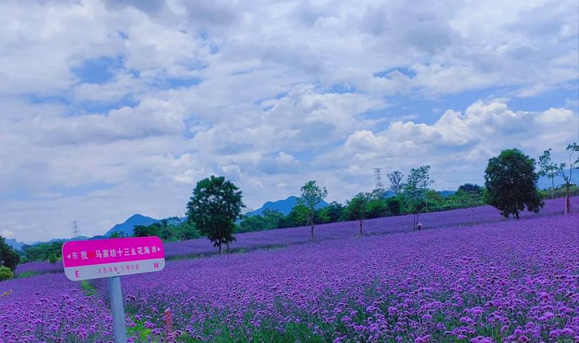 马鞭草什么季节开花