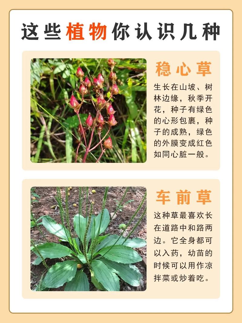 我国有哪种野生药用植物是比较常见的?