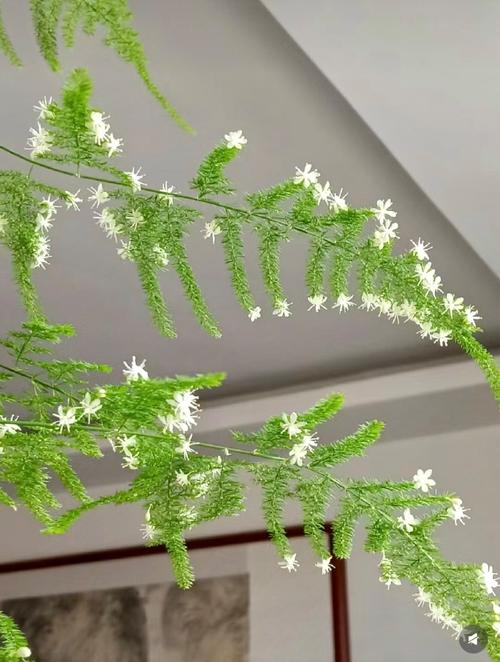 文竹的花语