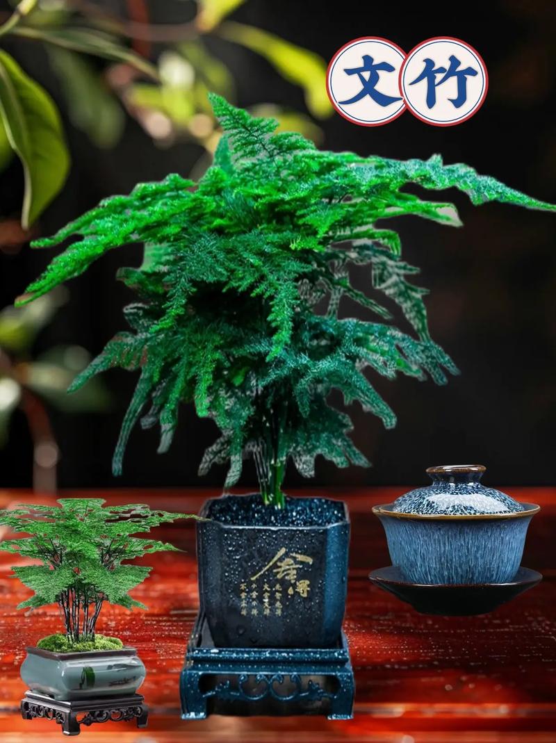 文竹花语和寓意以及象征