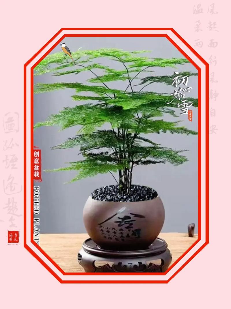 文竹的寓意