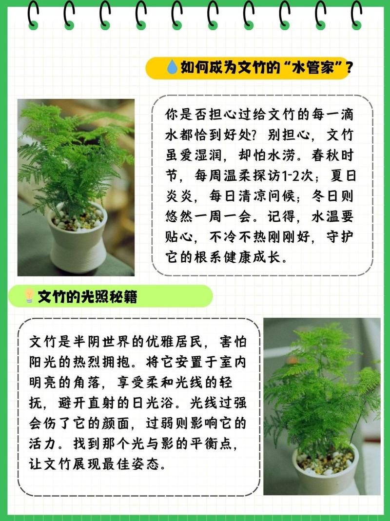 文竹的花语及象征意义