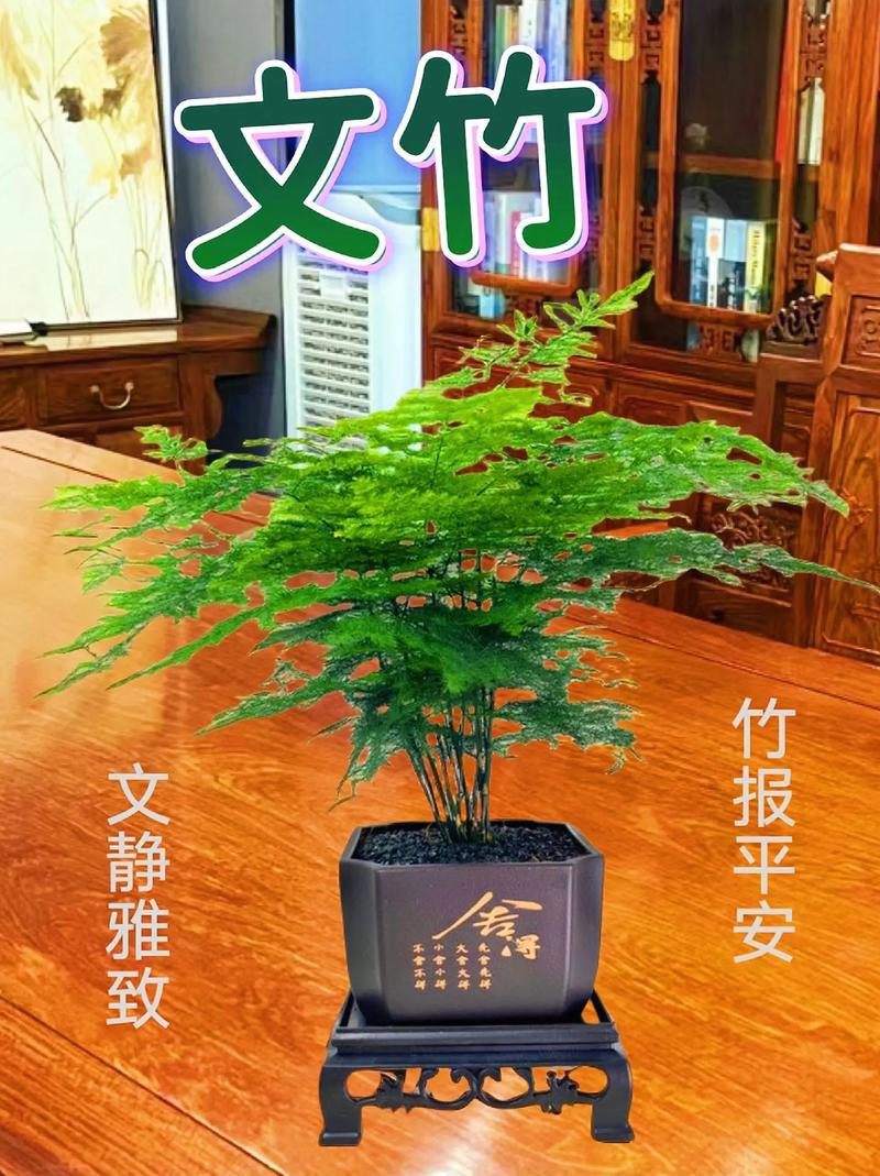文竹的花语,文竹图片