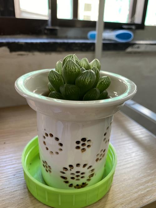 圆头玉露烂根了怎么办