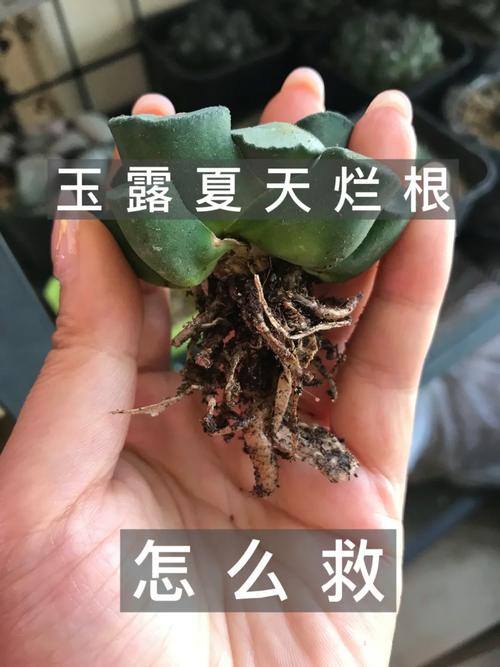 玉露烂根补救方法
