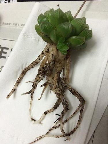 玉露烂根怎么办