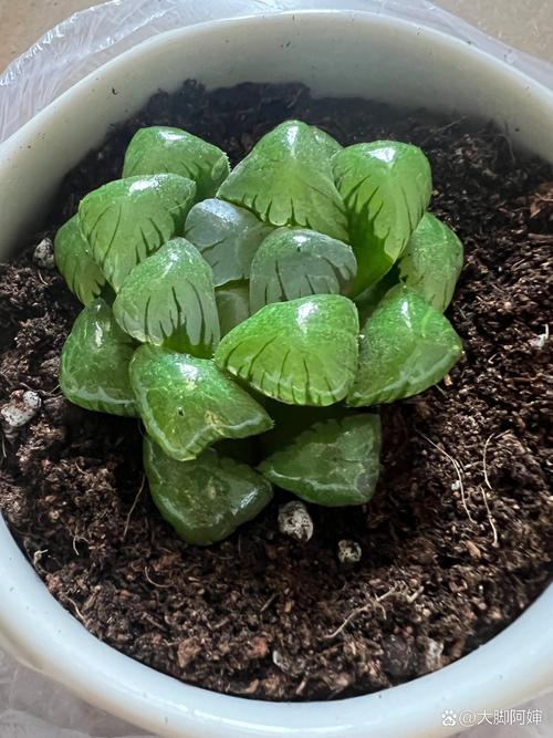 玉露的根烂了怎么办