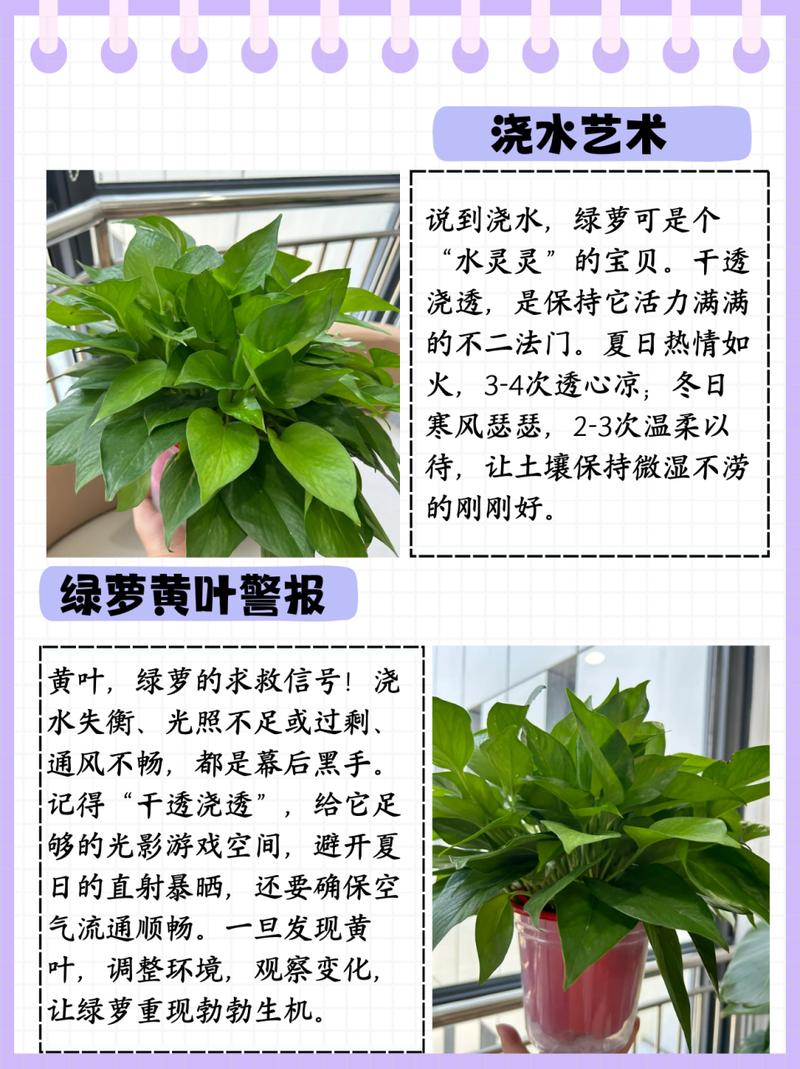 吊兰绿萝怎么养殖方法和注意事项