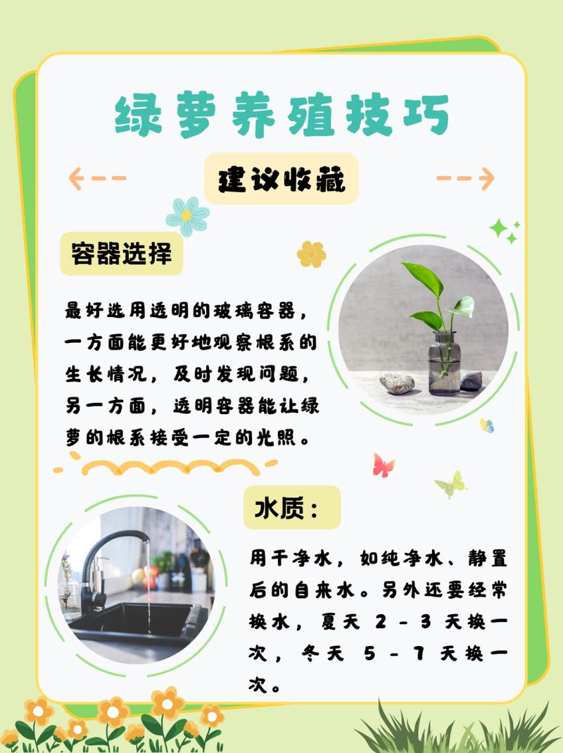 绿萝的养殖方法和注意事项