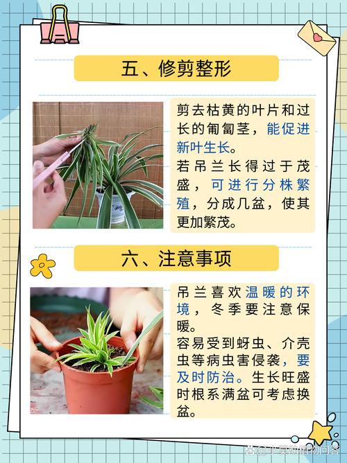 绿萝吊兰怎么养