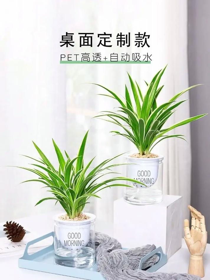 萝吊兰的养殖方法和注意事项有哪些呢?