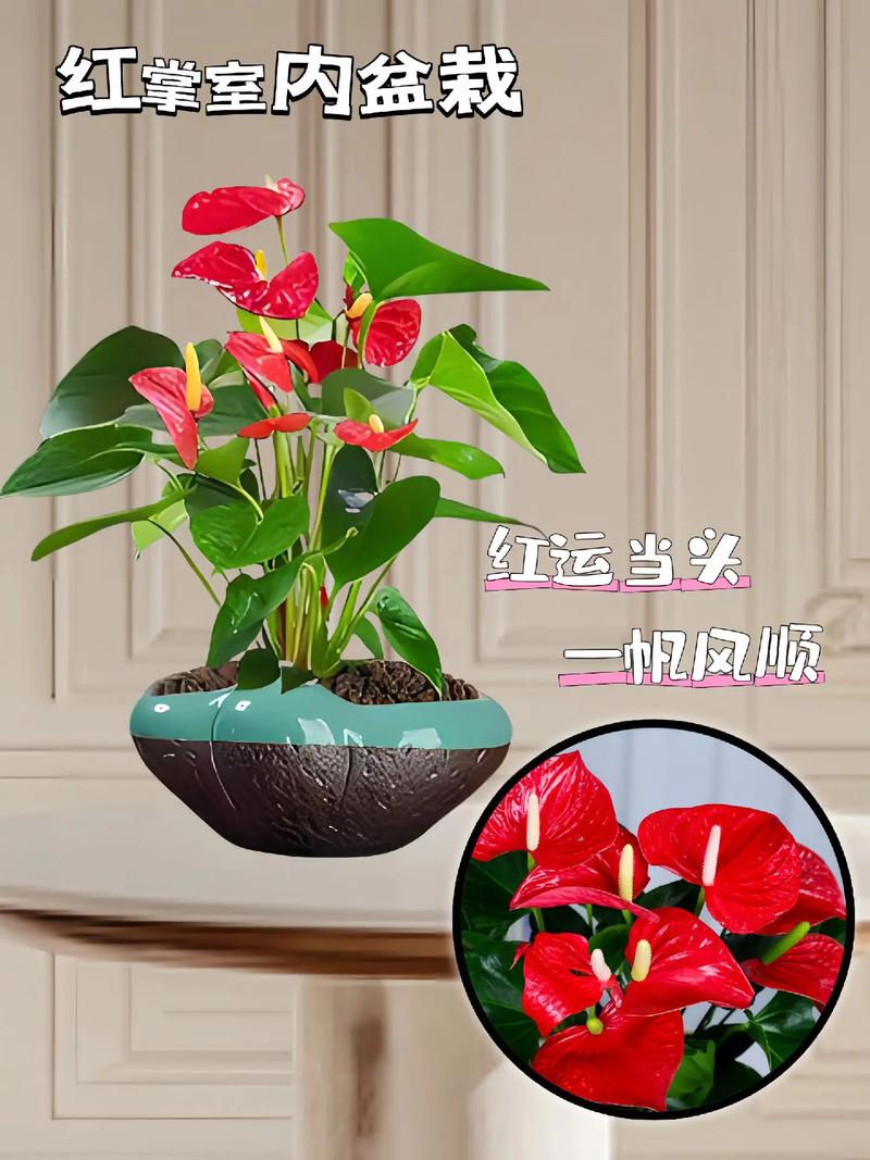 鸿运当头和红掌哪个适合家里养