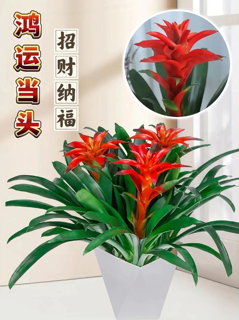 红运当头放室内还是室外养