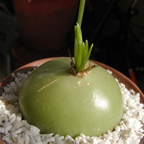 变态根的植物有什么